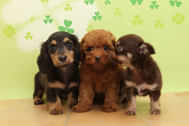 仔犬を迎え入れるまでの流れ